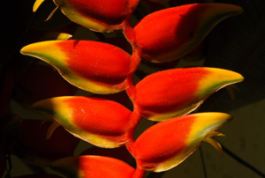 Heliconia