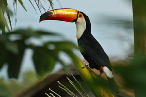 Toucan